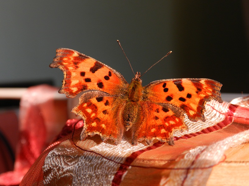 Nymphalidae,  Polygonia c-album